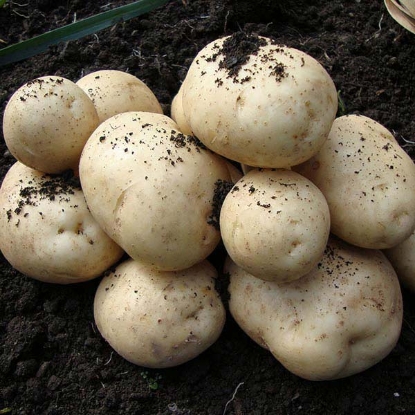 Picture of Pentland Javelin Summer Planting 'Christmas' Potatoes - June Delivery